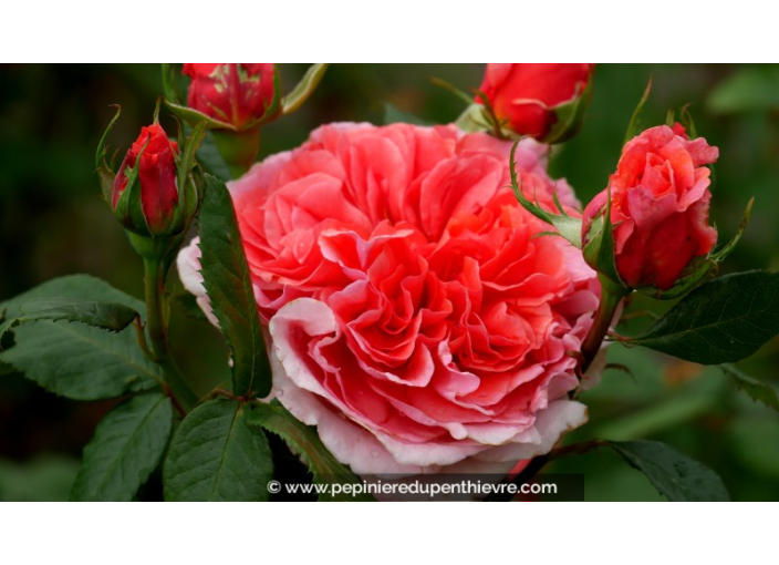 ROSIER 'Amour de Molène'® ROSIER 'Amour de Molène'®