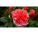 ROSIER 'Amour de Molène'® ROSIER 'Amour de Molène'®
