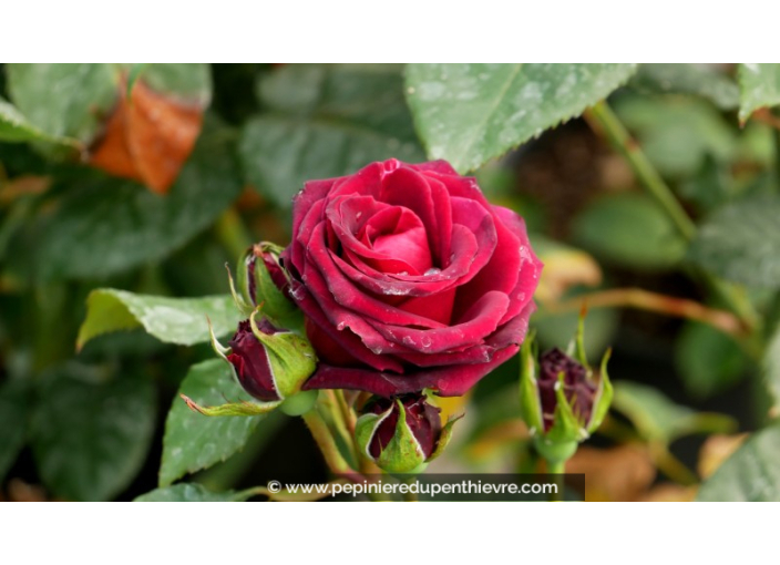 ROSIER buisson grandes fleurs 'Black Baccarat'® ROSIER buisson grandes fleurs 'Black Baccarat'®