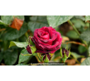 ROSIER buisson grandes fleurs 'Black Baccarat'® ROSIER buisson grandes fleurs 'Black Baccarat'®
