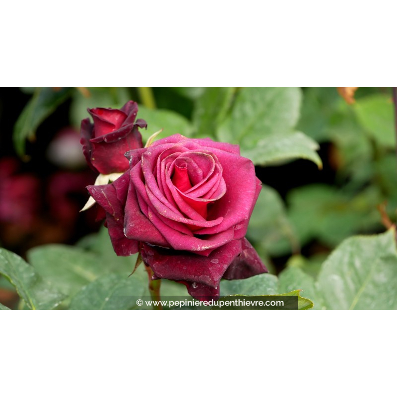 ROSIER buisson grandes fleurs 'Black Baccarat'®