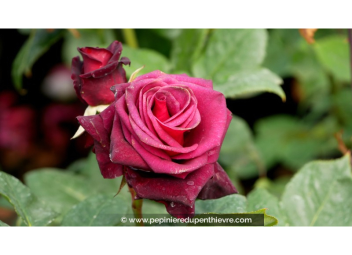 ROSIER buisson grandes fleurs 'Black Baccarat'®