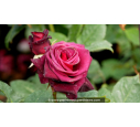 ROSIER buisson grandes fleurs 'Black Baccarat'® ROSIER buisson grandes fleurs 'Black Baccarat'®