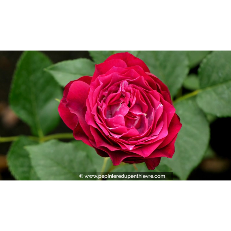 ROSIER buisson grandes fleurs 'Blue Eden'®