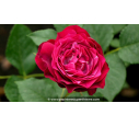 ROSIER buisson grandes fleurs 'Blue Eden'® ROSIER buisson grandes fleurs 'Blue Eden'®