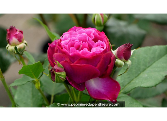ROSIER buisson grandes fleurs 'Blue Eden'® ROSIER buisson grandes fleurs 'Blue Eden'®
