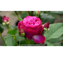 ROSIER buisson grandes fleurs 'Blue Eden'® ROSIER buisson grandes fleurs 'Blue Eden'®