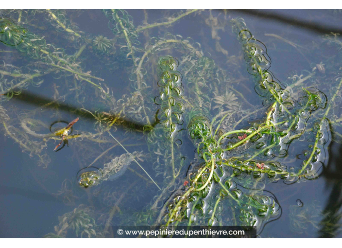 ELODEA canadensis