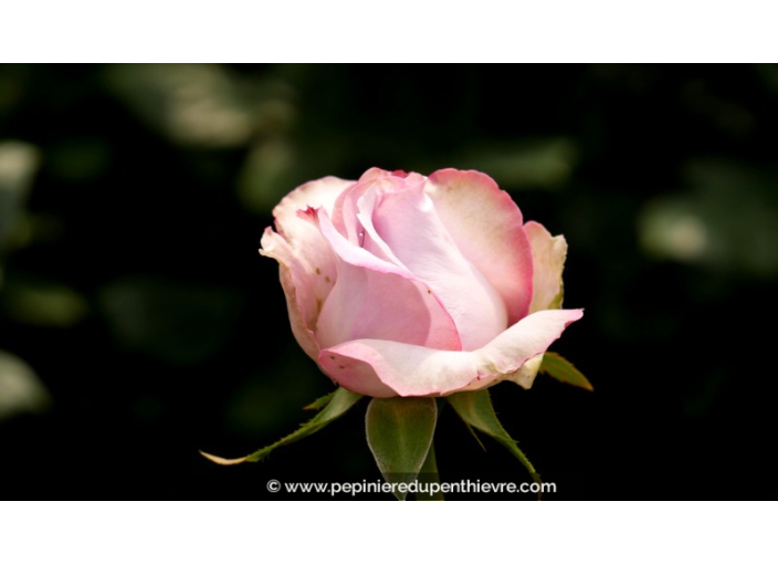 ROSIER buisson grandes fleurs 'Blue Girl'® ROSIER buisson grandes fleurs 'Blue Girl'®