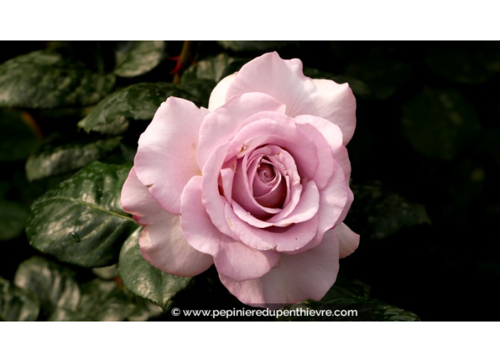 ROSIER buisson grandes fleurs 'Blue Girl'® ROSIER buisson grandes fleurs 'Blue Girl'®