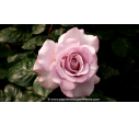 ROSIER buisson grandes fleurs 'Blue Girl'® ROSIER buisson grandes fleurs 'Blue Girl'®