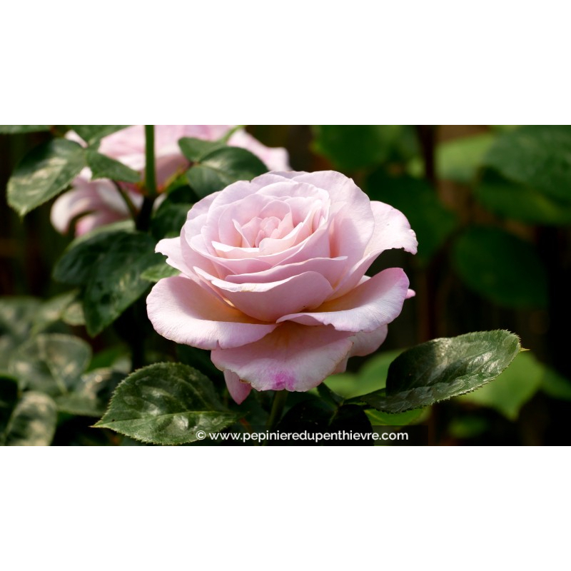 ROSIER buisson grandes fleurs 'Blue Girl'®