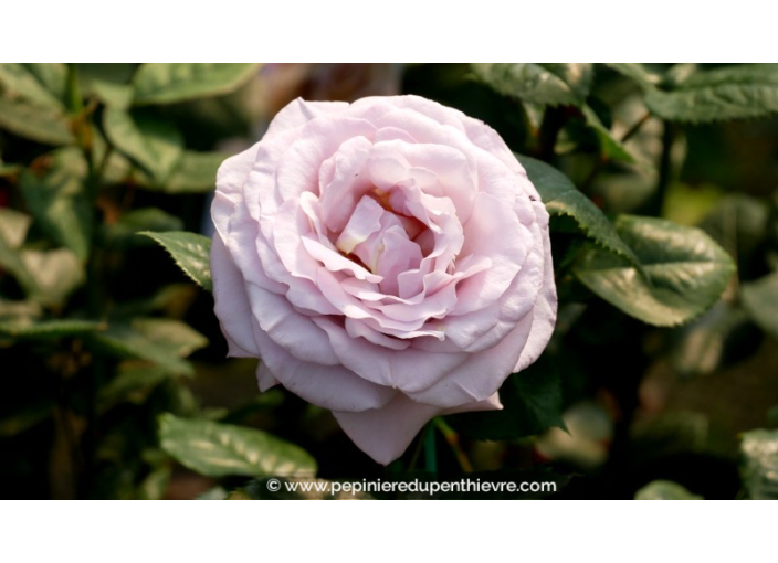 ROSIER buisson grandes fleurs 'Blue Girl'® ROSIER buisson grandes fleurs 'Blue Girl'®