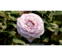 ROSIER buisson grandes fleurs 'Blue Girl'® ROSIER buisson grandes fleurs 'Blue Girl'®