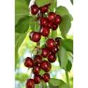 CERISIER bigarreau 'Géant d'Hedelfingen'
CERISIER bigarreau \'Géant d\'Hedelfingen\'