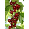 CERISIER bigarreau \'Géant d\'Hedelfingen\'