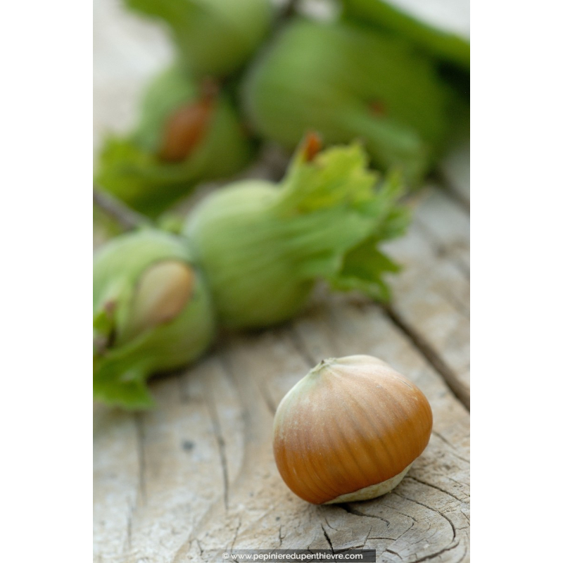 NOISETIER 'Merveille de Bollwiller'