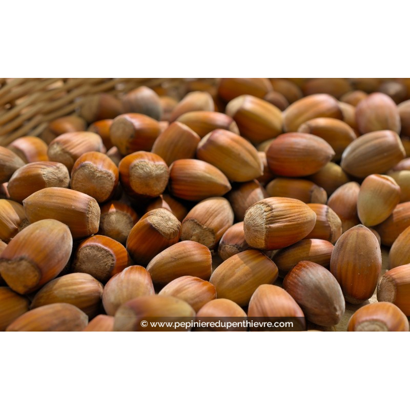 NOISETIER 'Longue d'Espagne'