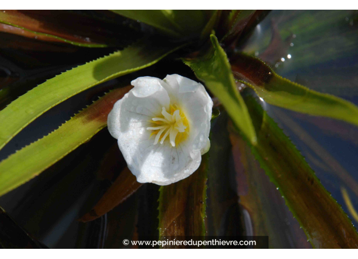 STRATIOTES aloides