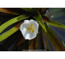 STRATIOTES aloides STRATIOTES aloides