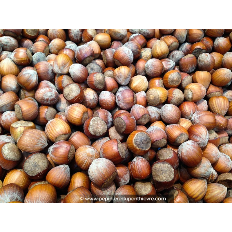 NOISETIER 'Nottingham'