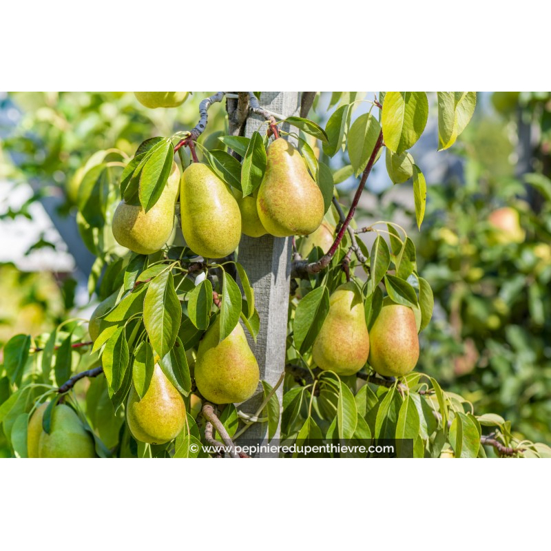 POIRIER 'Duc de Bordeaux'