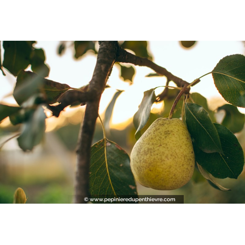 POIRIER 'Général Leclerc'