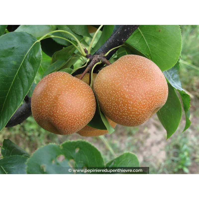 POIRIER asiatique - NASHI 'Chojuro'