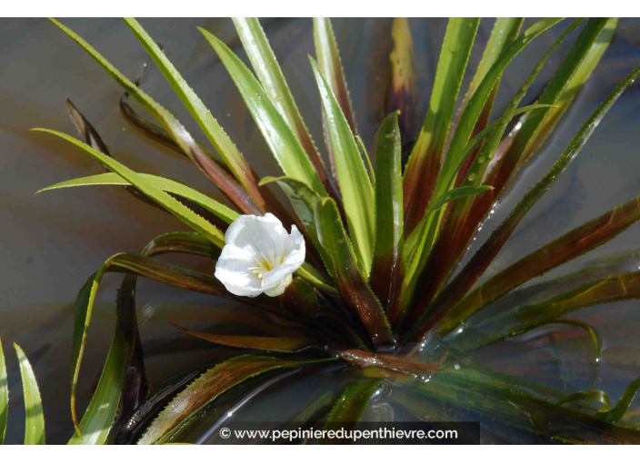 STRATIOTES aloides STRATIOTES aloides