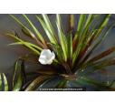 STRATIOTES aloides STRATIOTES aloides