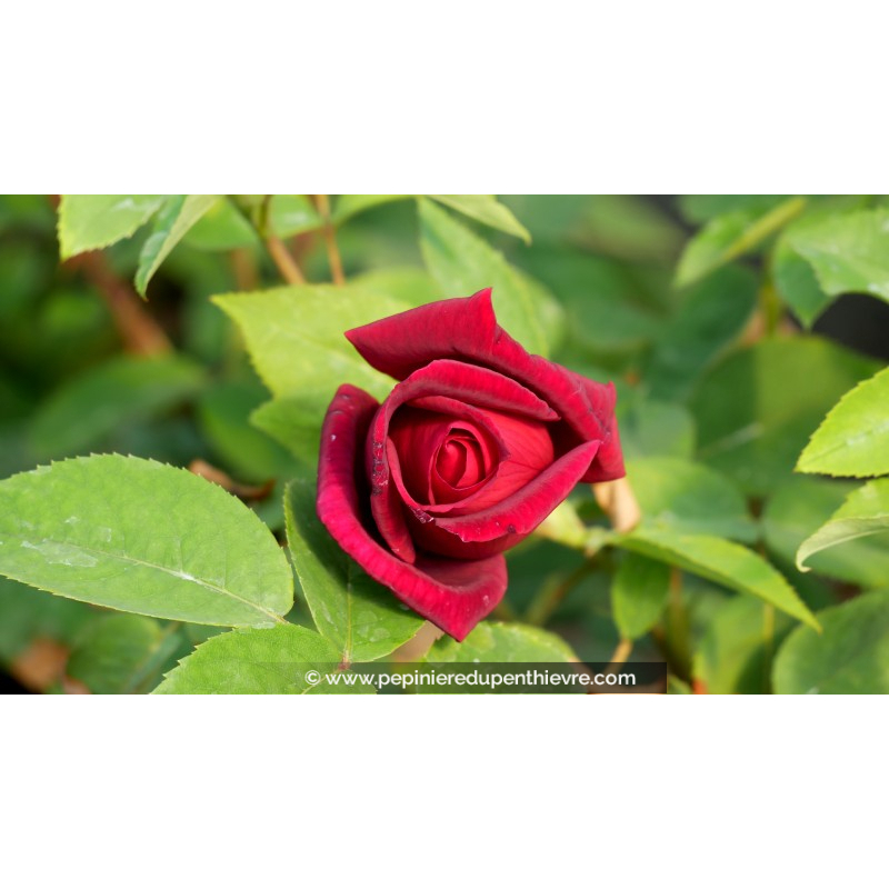 ROSIER buisson grandes fleurs 'Chrysler Imperial'®