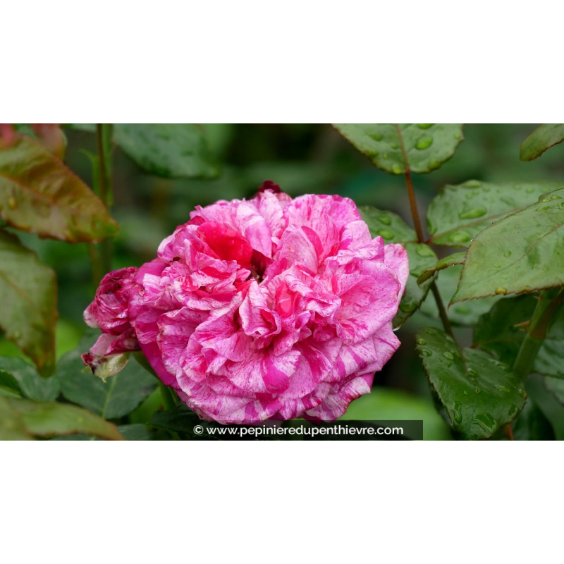 ROSIER buisson grandes fleurs 'Crazy Fashion'®