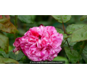 ROSIER buisson grandes fleurs 'Crazy Fashion'®