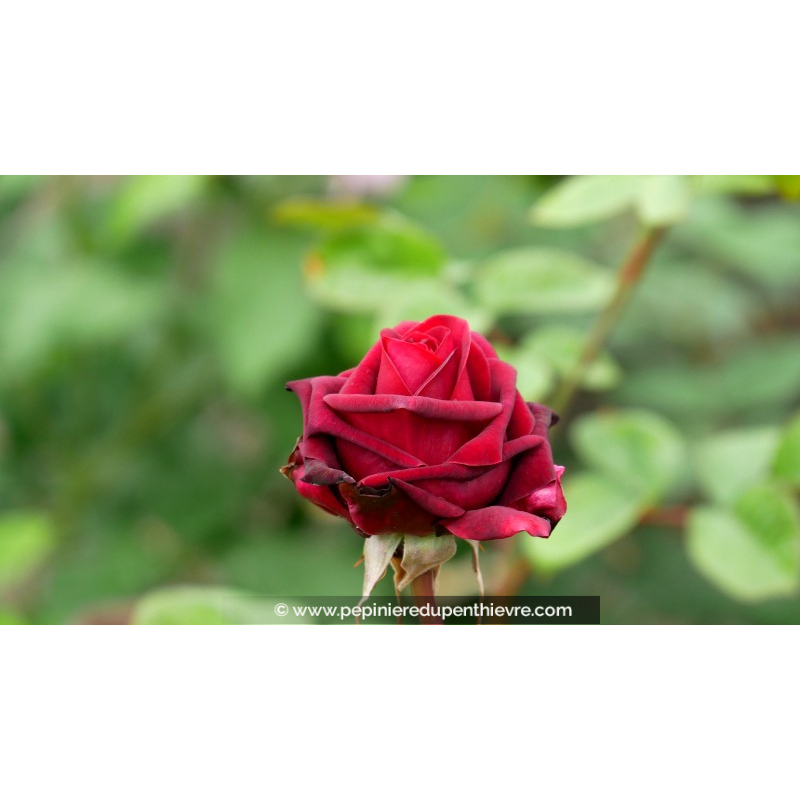 ROSIER buisson grandes fleurs 'Edith Piaf'®