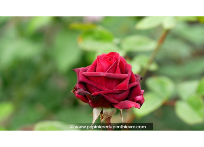 ROSIER buisson grandes fleurs 'Edith Piaf'®