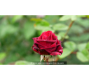 ROSIER buisson grandes fleurs 'Edith Piaf'®