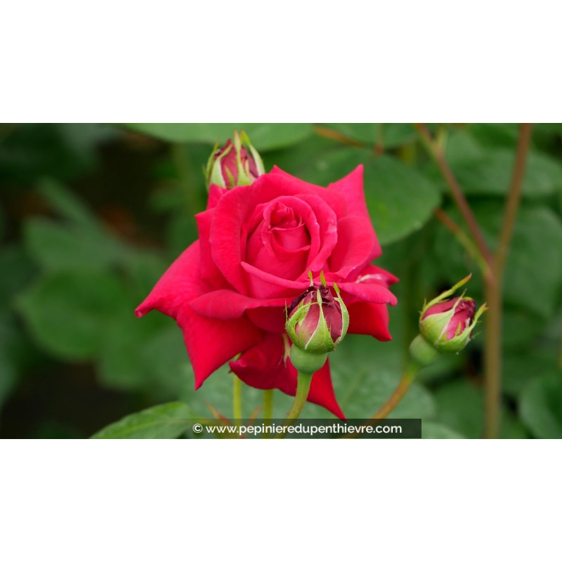 ROSIER buisson grandes fleurs 'Elegance Française'®