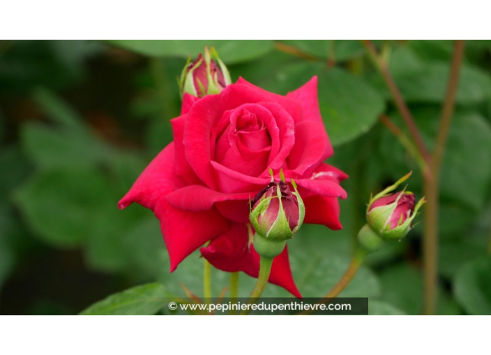 ROSIER buisson grandes fleurs 'Elegance Française'®