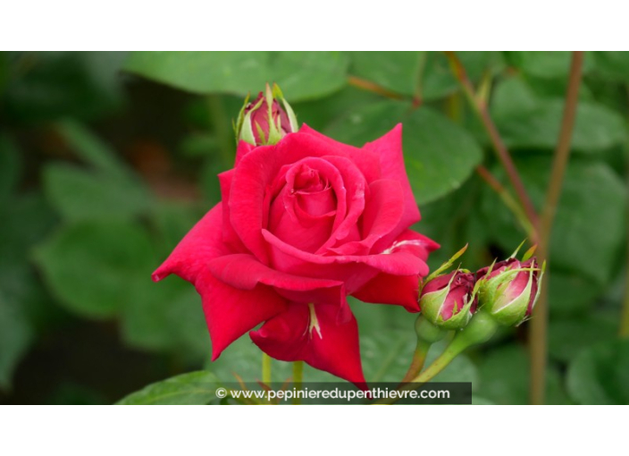 ROSIER buisson grandes fleurs 'Elegance Française'®