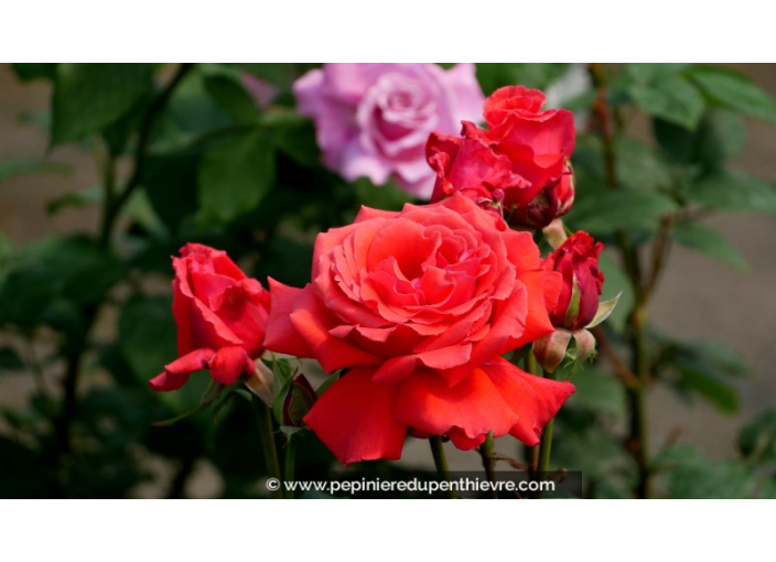 ROSIER buisson grandes fleurs 'Embrasement Parfumé'®