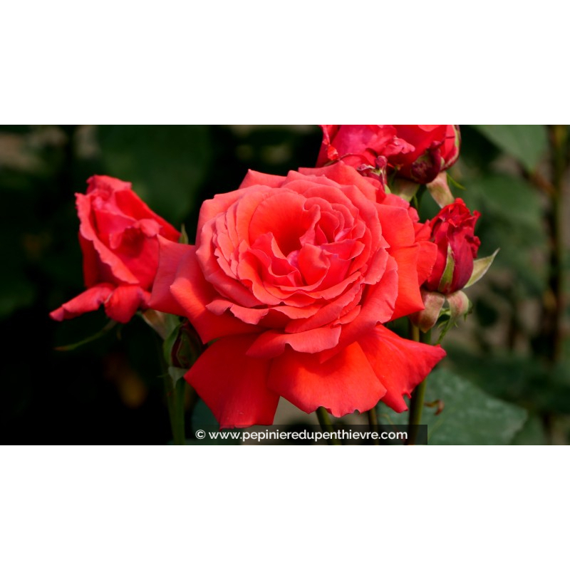 ROSIER buisson grandes fleurs 'Embrasement Parfumé'®