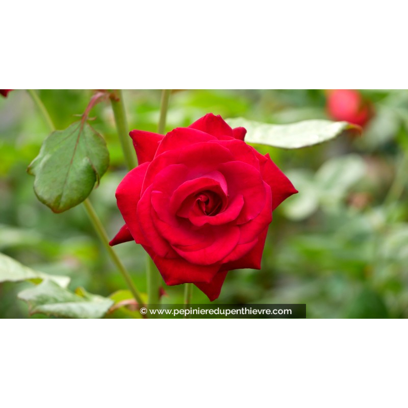 ROSIER buisson grandes fleurs 'Empreinte de Dorieux'®