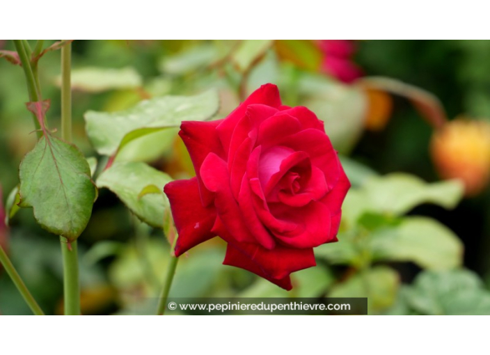 ROSIER buisson grandes fleurs 'Empreinte de Dorieux'®