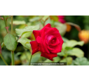 ROSIER buisson grandes fleurs 'Empreinte de Dorieux'®