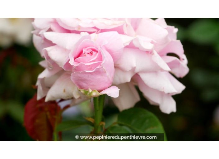 ROSIER buisson grandes fleurs 'Frédéric Mistral'®