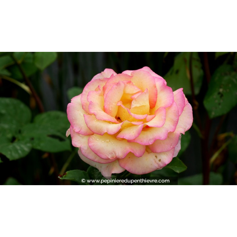 ROSIER buisson grandes fleurs 'Jean Piat'®