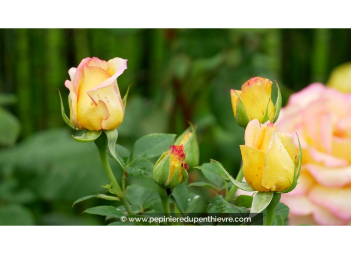 ROSIER buisson grandes fleurs 'Jean Piat'®