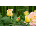 ROSIER buisson grandes fleurs 'Jean Piat'®