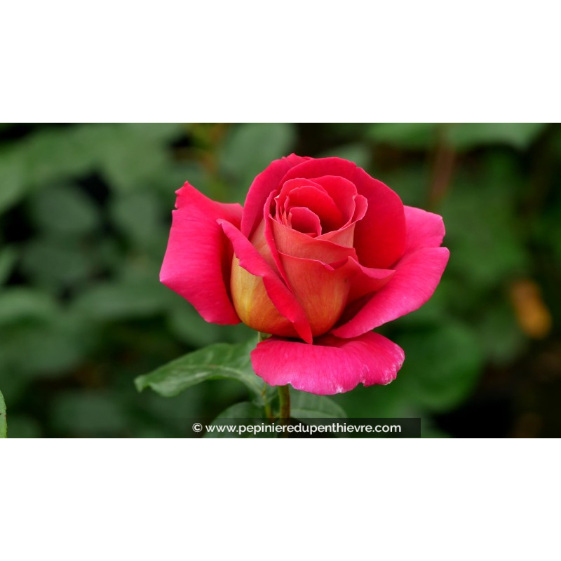 ROSIER buisson grandes fleurs 'Kronenbourg'®