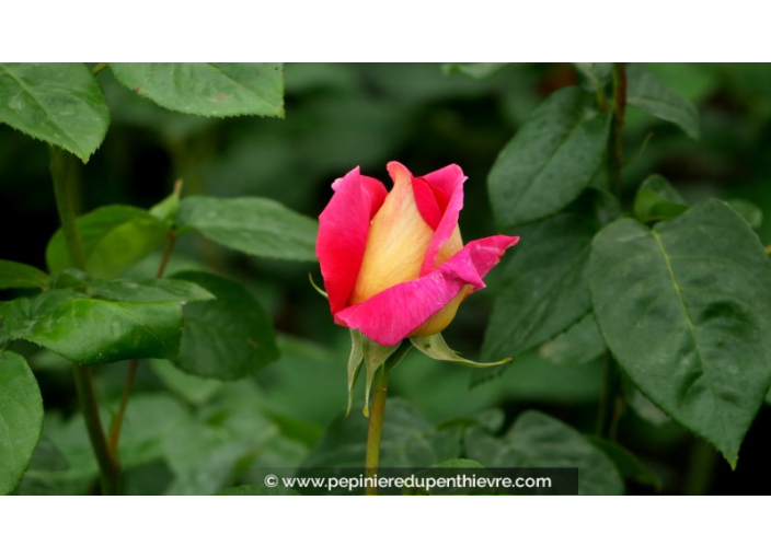 ROSIER buisson grandes fleurs 'Kronenbourg'®